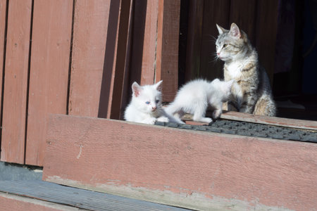 Cute tabby mother cat with her white kittens.