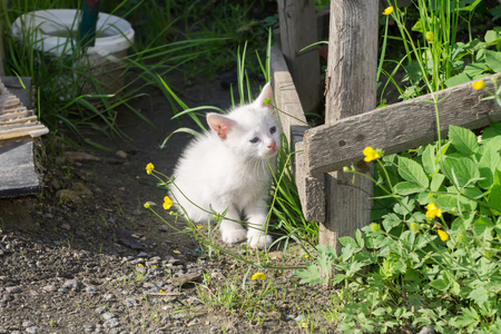 Adorable white kitten playing in the summer garden.の写真素材