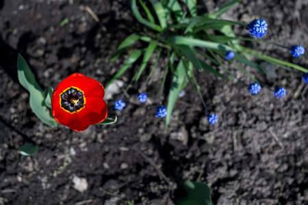 Tulip flower of red color in the garden, spring background.の写真素材