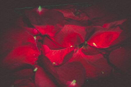 Rose petals of red color, vintage effect, paper textured photo.の写真素材