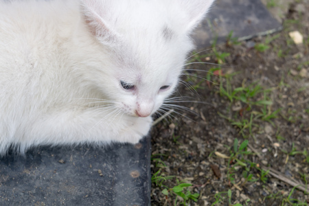 Adorable white kitten playing in the summer garden.の写真素材