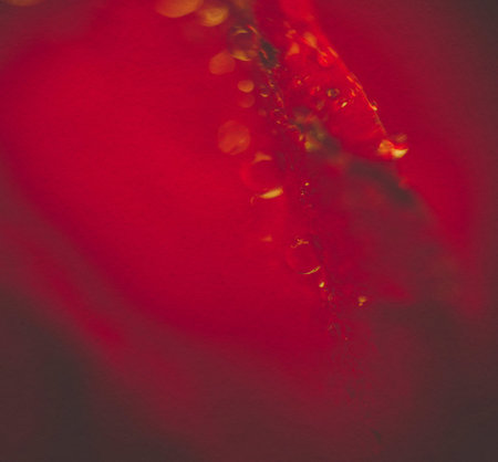 Extremely close up of red rose in water drops, shallow focus, vintage effect with paper texture.