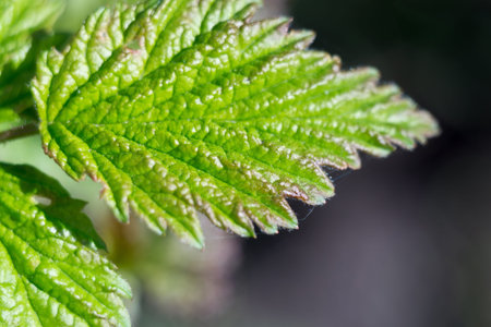 Young green leaves on branches, spring background.