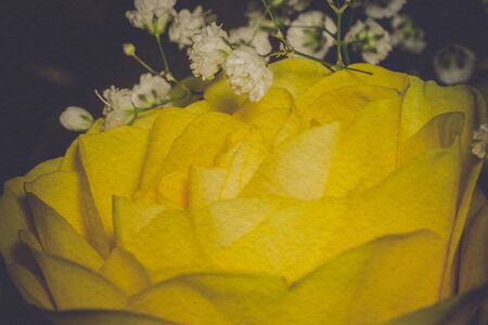 Bright yellow rose in a bouquet, shallow focus, vintage photo effect with paper texture.の写真素材