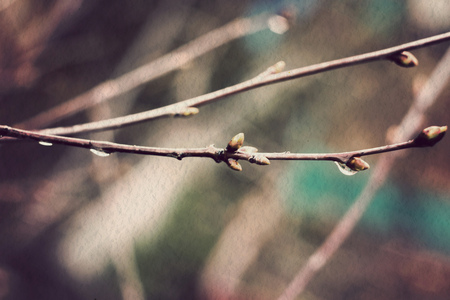Leafless spring buds on branches with water drops.の写真素材