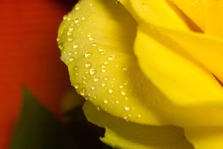 Bright yellow rose with water dropsの写真素材