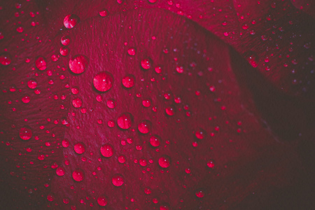 Red rose in water drops, shallow focus, vintage photo effect with paper texture.の写真素材