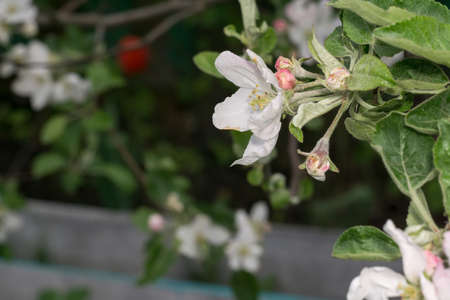 White flowers of the blooming spring tree branches, natural background.の写真素材