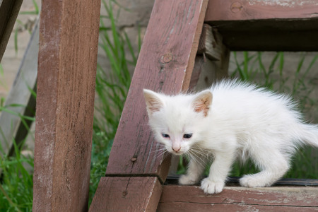 Adorable white kitten playing on the old wooden stairs.の写真素材