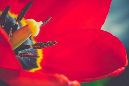 Tulip flower of red color in the garden, macro photo with retro effect.の写真素材