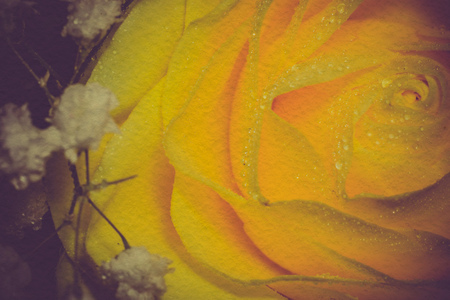 Bright yellow rose in water drops, shallow focus, vintage photo effect with paper texture.の写真素材