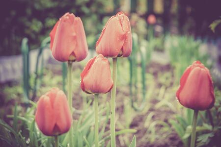 Tulip flowers of red color in the garden, vintage spring background.の写真素材
