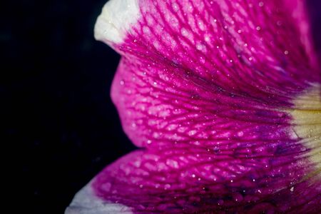 Close up of colorful blooming petunia flower, natural background.の写真素材
