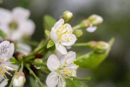 White flowers of the blooming spring tree branches, natural background.の写真素材