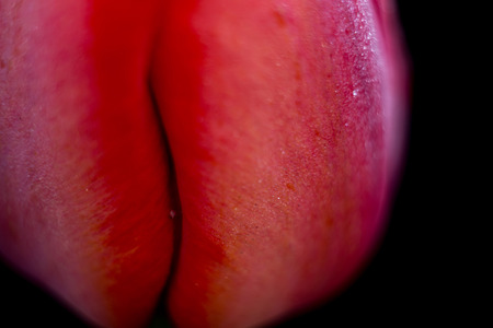 Tulip flower of red color in the garden, macro photo.の写真素材