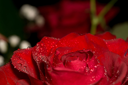 Red rose in water drops, close up photo with shallow focus.の写真素材