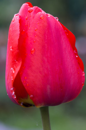 Tulip flower of red color in the garden, macro photo.の写真素材