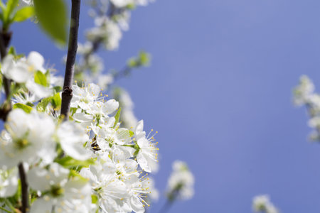 White flowers of the blooming spring tree branches, natural background.