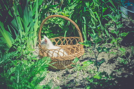 Adorable white kitten sitting in the woven basket, vintage effect.の写真素材