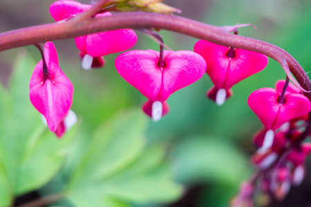 Pink bleeding heart flower, close up photo background.の写真素材