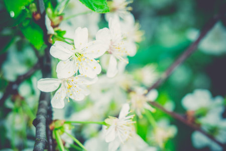 White flowers of the blooming spring tree branches, vintage color effect.