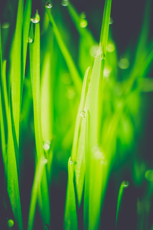 Fresh green grass with dew drops, macro photo with bokeh lights, retro effect.の写真素材