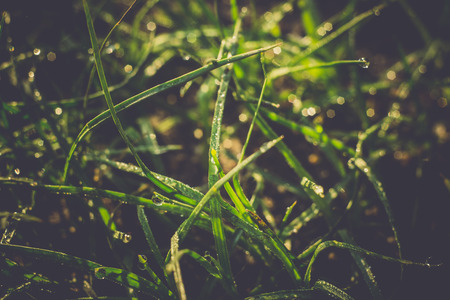 Fresh green grass with dew drops, macro photo with bokeh lights, retro effect.の写真素材