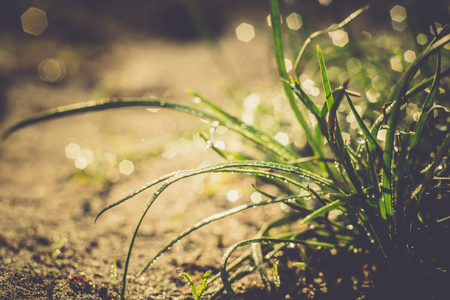 Fresh green grass with dew drops, macro photo with bokeh lights, retro effect.の写真素材
