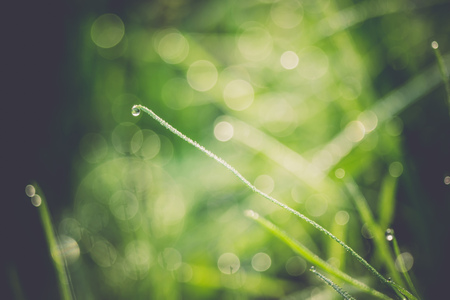 Morning green grass with drops of water, macro photo with bokeh lights, vintage background.の写真素材
