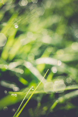 Morning green grass with drops of water, macro photo with bokeh lights, vintage background.の写真素材