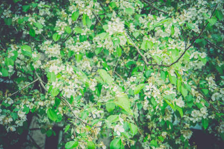 White flowers of the blooming spring tree branches, vintage color effect.の写真素材