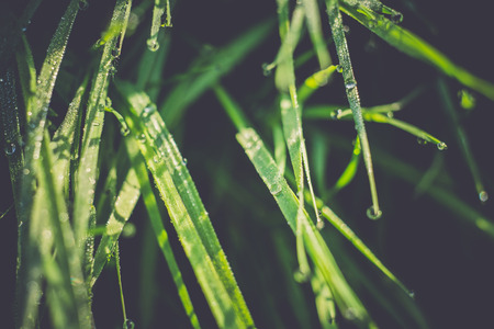 Morning green grass with drops of water, macro photo with bokeh lights, vintage background.の写真素材
