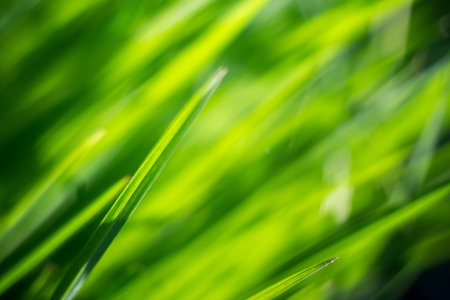 Fresh green grass with dew drops, macro photo with bokeh lights.