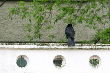 Big wild black raven resting in the summer park.の写真素材