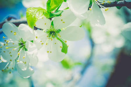 White flowers of the blooming spring tree branches, vintage color effect.の写真素材