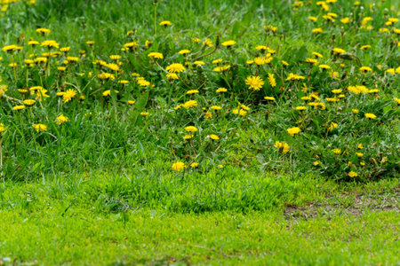 Spring background with yellow dandelion and green grass.の写真素材
