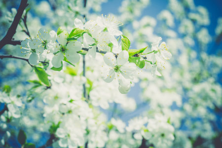 White flowers of the blooming spring tree branches, vintage color effect.
