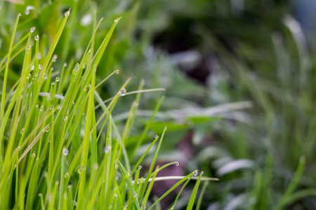 Fresh green grass with dew drops, macro photo with bokeh lights.の写真素材