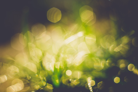 Fresh green grass with dew drops, macro photo with bokeh lights, retro effect.の写真素材