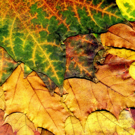 Highly detailed Autumn Maple leaf texture, macro background.