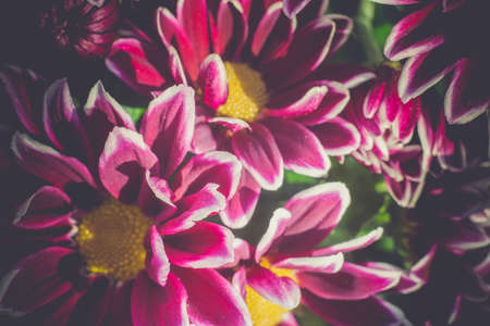 Colorful aster flowers in a bouquet, vintage macro background.の写真素材