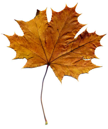 Highly detailed Autumn Maple leaf, macro background.の写真素材