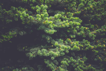 Close up of a bright spruce tree, vintage natural background.の写真素材