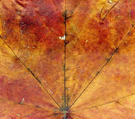 Highly detailed Autumn Maple leaf texture, macro background.