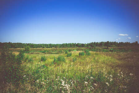 Blue sky and green forest, nice peaceful landscape, vintage effect.の写真素材