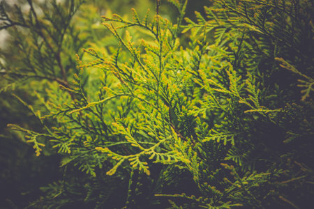 Close up of a bright spruce tree, vintage natural background.