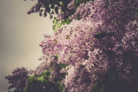 Spring blooming lilac flowers branch, vintage nature background.の写真素材