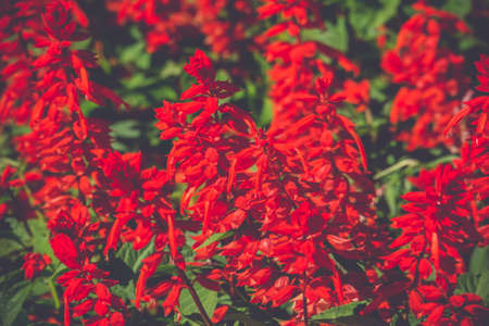 Decorative bright red flowers in a flower bed.の写真素材