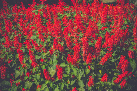 Decorative bright red flowers in a flower bed.の写真素材