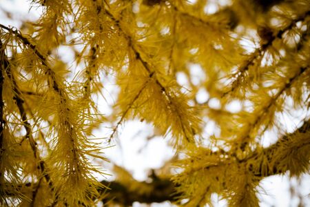 Grunge fall tree branches, natural autumn background.の写真素材